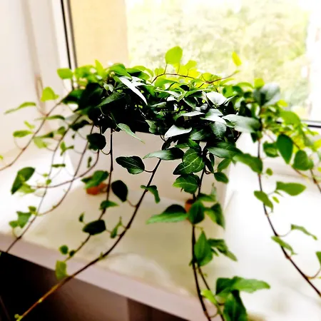 J&w Grojecka Glam Flat Appartement *